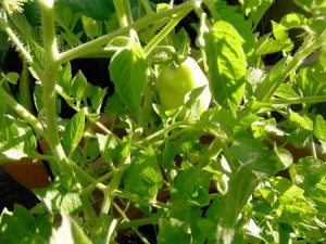 tomate-bio-antioxydant-peau-naturel-puissant-culture-recette-sauce-acheter-planter-sechees-semis-fruit-legume (6) Plant de tomate bio