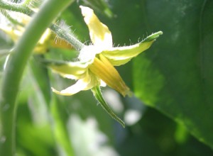 Fleur de tomate bio