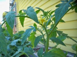 Plant de tomate bio