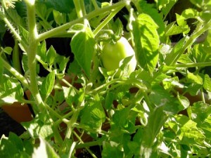 Des antioxydants naturels puissants dans le plant de tomate